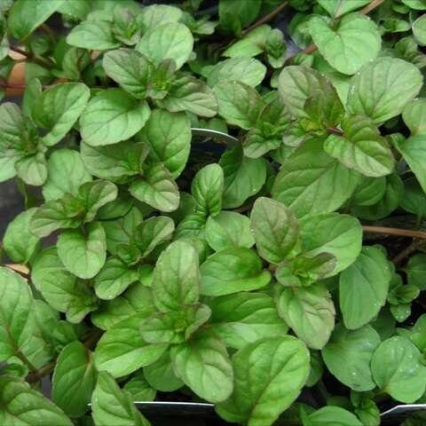 800. Šveices piparmētra ar vieglu citrusu garšu ( Mentha piperita f. Citrata Swiss) (1 litra podos)